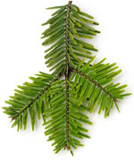 Pectin fir or white fir