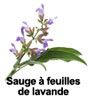 essential oil of lavender leaf sage