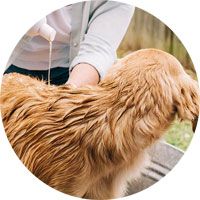 Anti-flea shampoo for dogs and cats