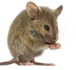 Mouse or small rodent