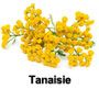 essential oil of Tansy