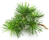 Cedrus atlantica Cedrus atlantica