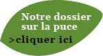 Accédez à notre dossier détaillé sur la puce