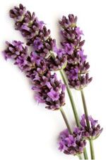 Lavandula x hybrida - Lavandin super Lavandula x hybrida - Lavandin super