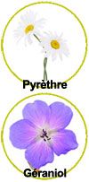 Actifs clés - pyrèthre et géraniol Actifs clés - pyrèthre et géraniol