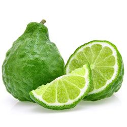 Bergamotier - Citrus bergamia Bergamotier - Citrus bergamia