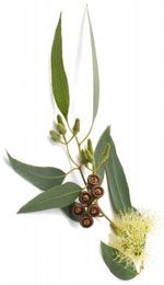 Eucalyptus globulus Eucalyptus globulus