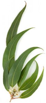Eucalyptus radiata Eucalyptus radiata