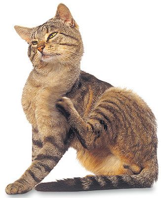 Utiliser un peigne anti-puce lorsque votre chat se gratte Utiliser un peigne anti-puce lorsque votre chat se gratte