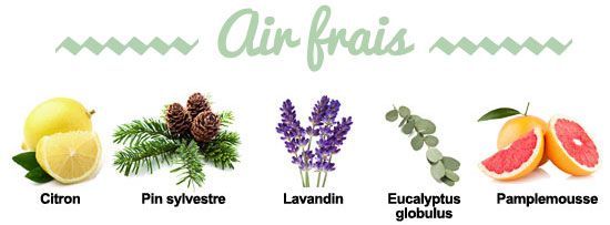 Composition de la synergie Air Frais Composition de la synergie Air Frais