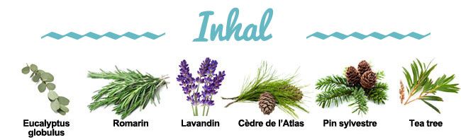 Composition de la synergie Inhal Composition de la synergie Inhal